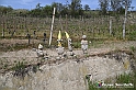 VBS_3222 - Mango (Cuneo) - Gnomovia